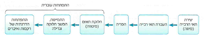 (בספר תרשים)
